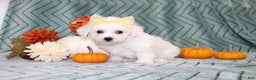 Bichon Frise dogs for sale: Mums - Ad 5