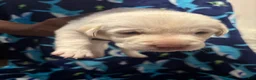 Labrador Retriever dogs for sale: Simon (blue)  - Ad 6