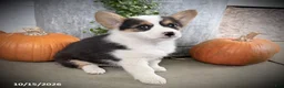 Welsh Corgi Pembroke dogs for sale: Emily - Ad 4