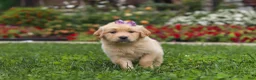 Golden Retriever dogs for sale: Becky - Ad 8