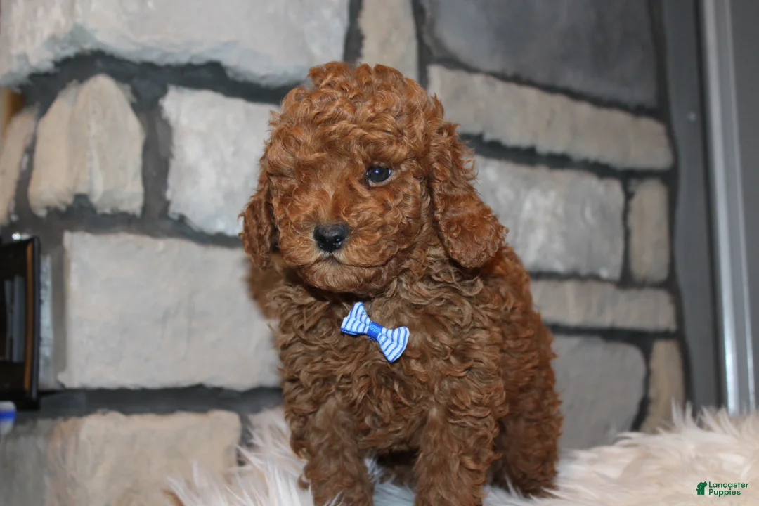 Miniature Poodle dogs for sale: AKC JAX - Ad 2