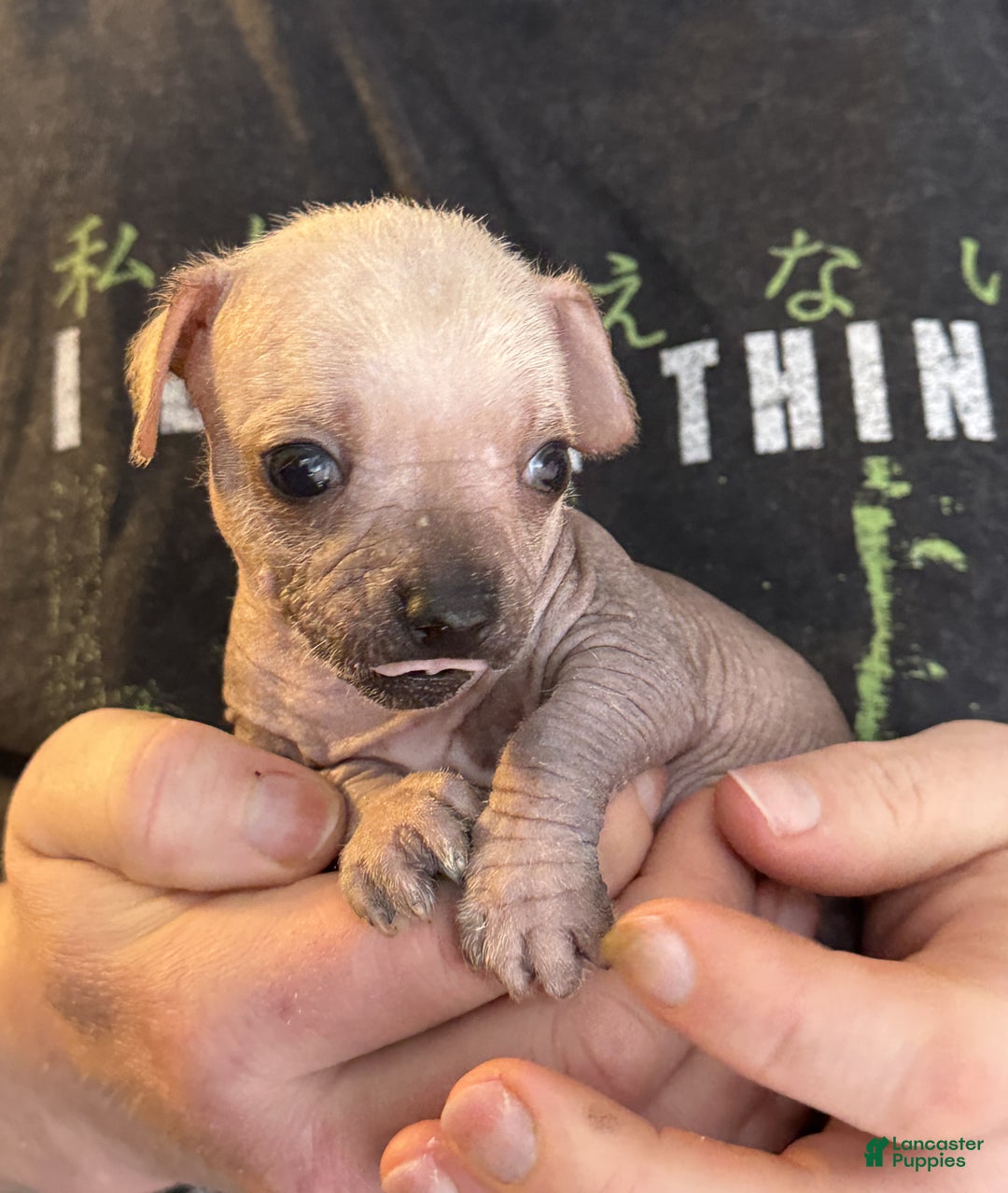 Mixed Breed dogs for sale: Ramstein  - Ad 3