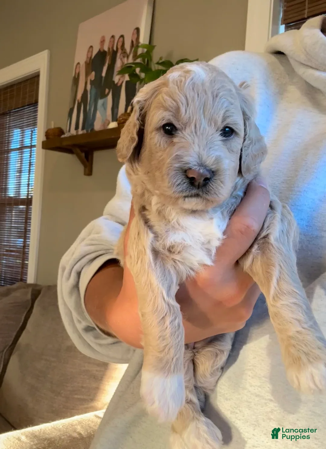 Mini Goldendoodle dogs for sale: Stella - Ad 1