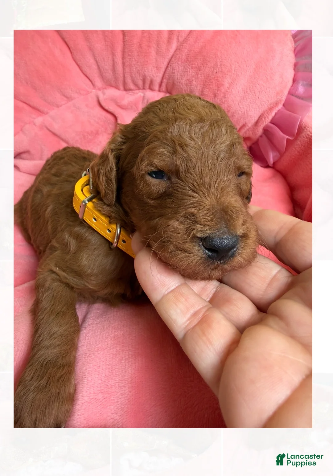 Standard Poodle dogs for sale: Cartier  - Ad 2