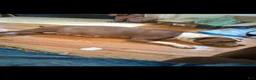 American Pit Bull Terrier dogs for sale: American Pit Bull Terrier 2 - Ad 3
