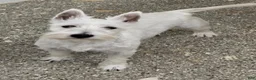 West Highland Terrier dogs for sale: Parker - Ad 10