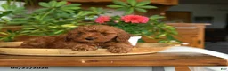 Mini Goldendoodle dogs for sale: Acorn - Ad 4