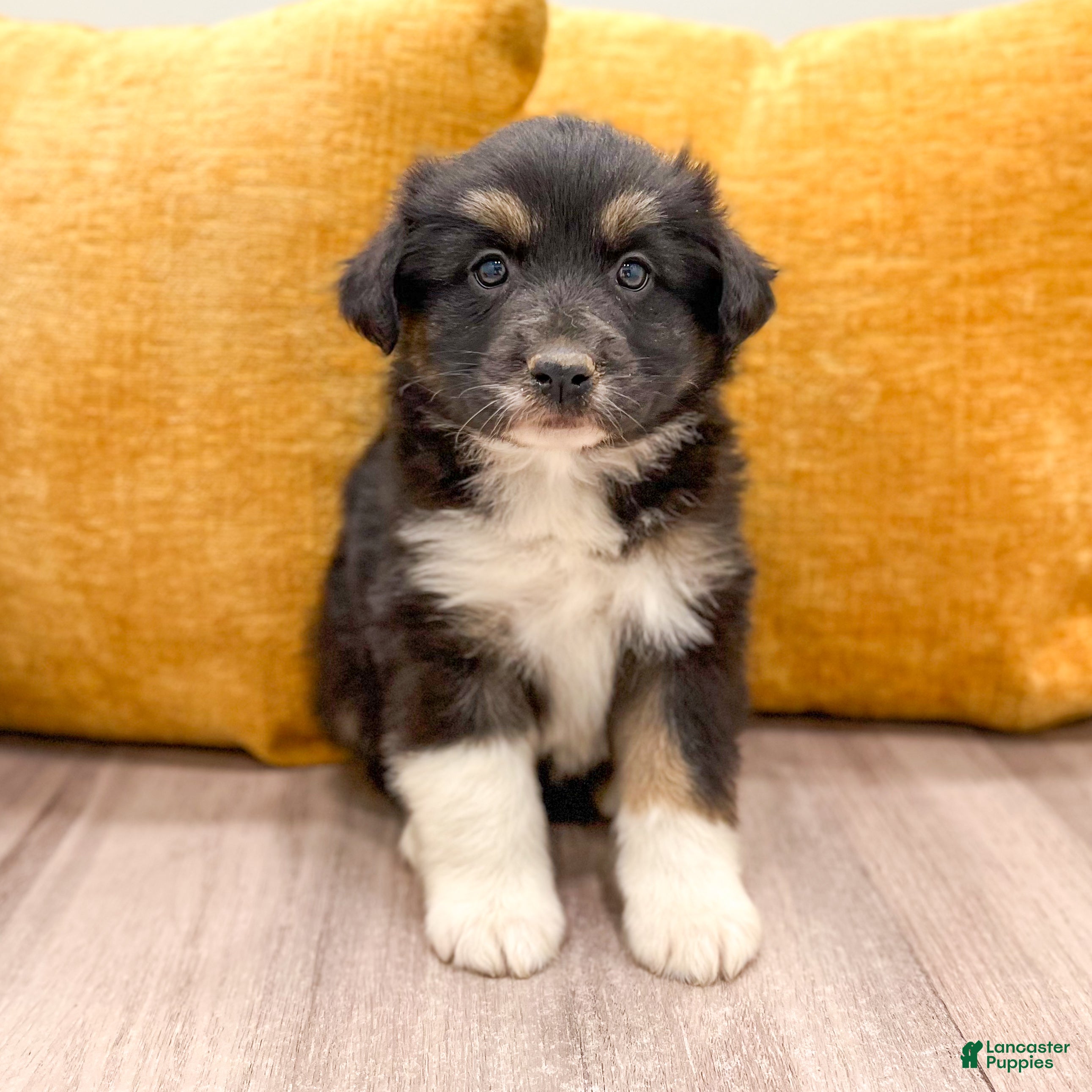 Australian Shepherd dogs for sale: Nova - Ad 1