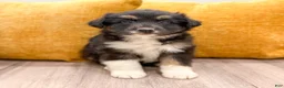 Australian Shepherd dogs for sale: Nova - Ad 1