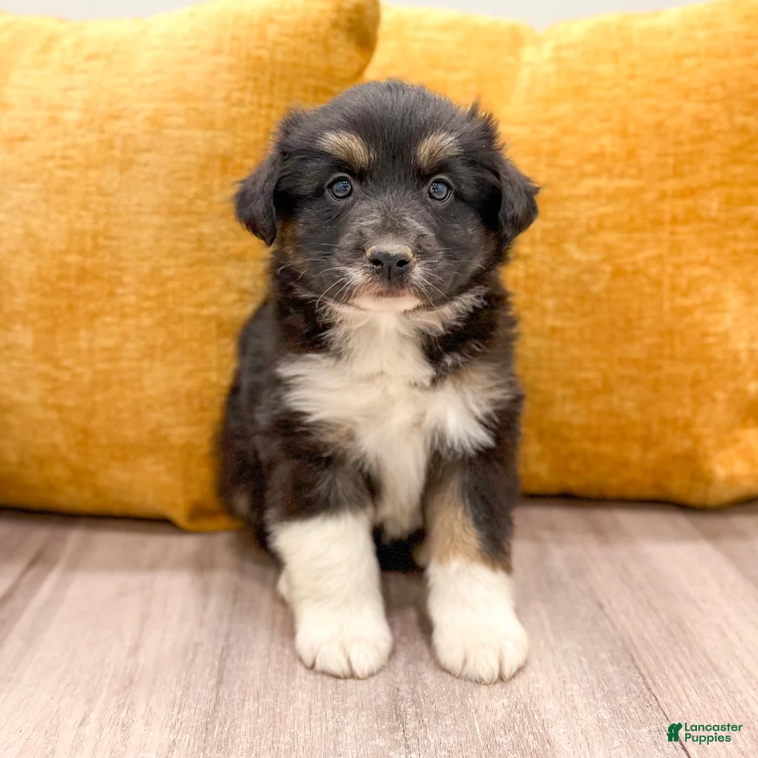 Australian Shepherd dogs for sale: Nova - Ad 1