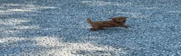 Mini Goldendoodle dogs for sale: Missy Mini Goldendoodle  - Ad 3