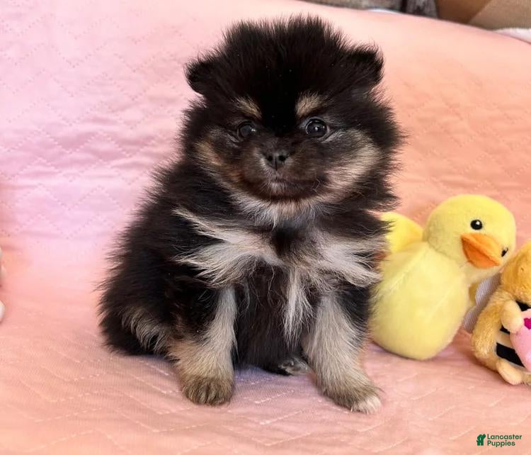 Pomeranian dogs for sale: Grey - Ad 2