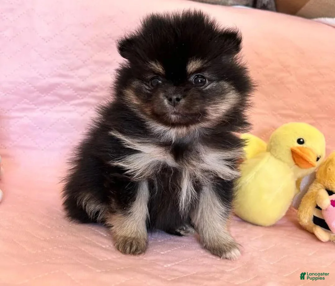 Pomeranian dogs for sale: Grey - Ad 1