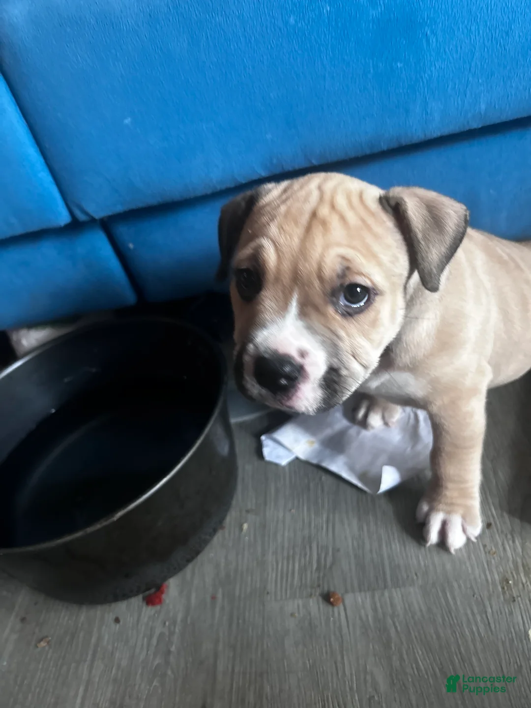 American Pit Bull Terrier dogs for sale: Gens my personal favorit - Ad 2