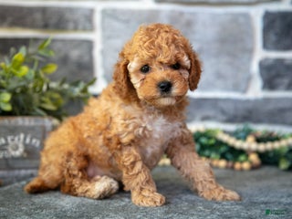 Cockapoo dogs - Ad 38