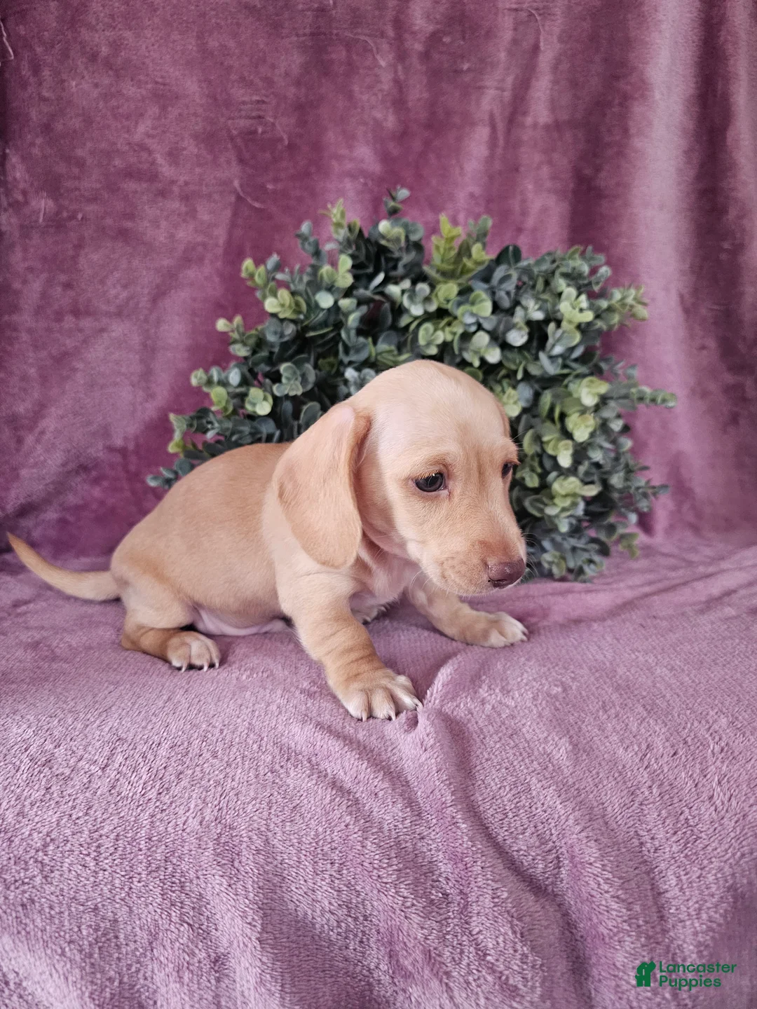 Dachshund dogs for sale: Dallas - Ad 9