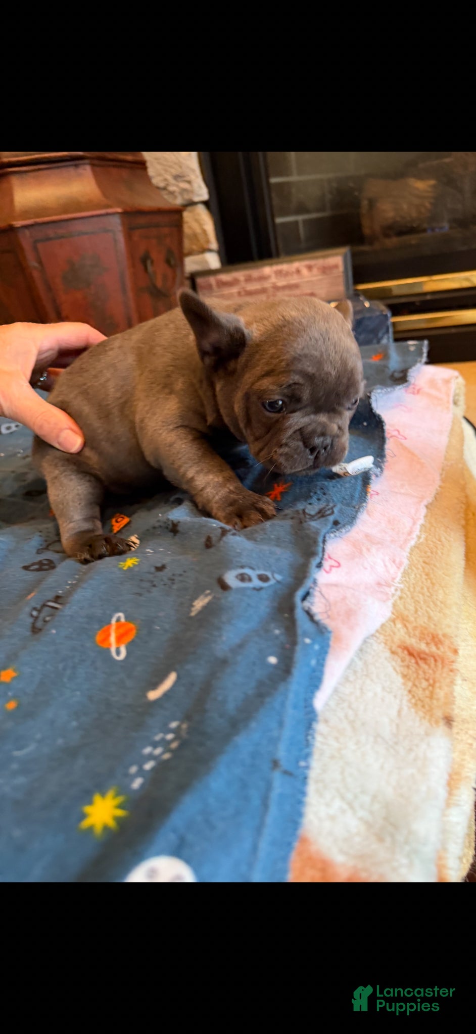 French Bulldog dogs Geno - Ad 1