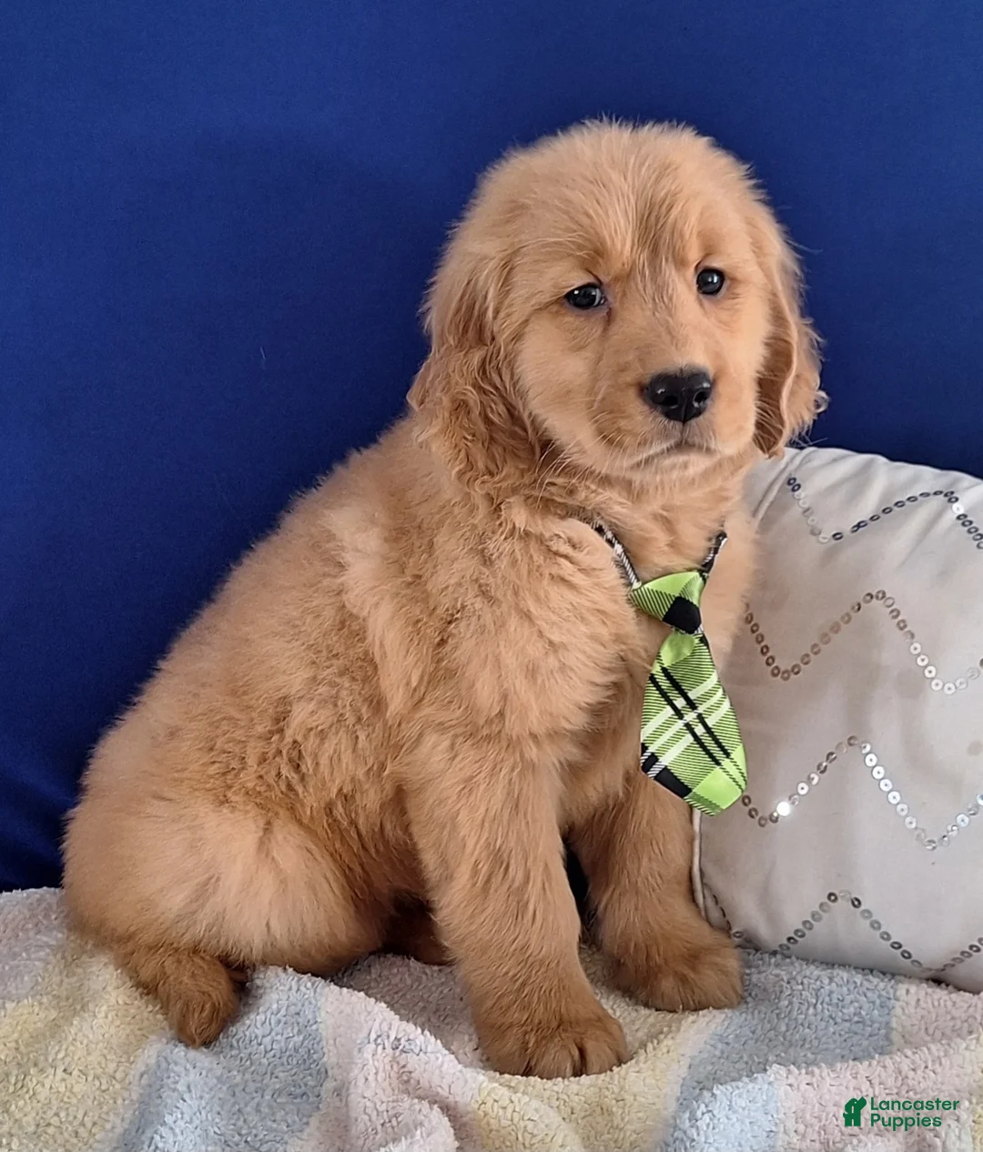 Golden Retriever dogs for sale: Wesley - Ad 2