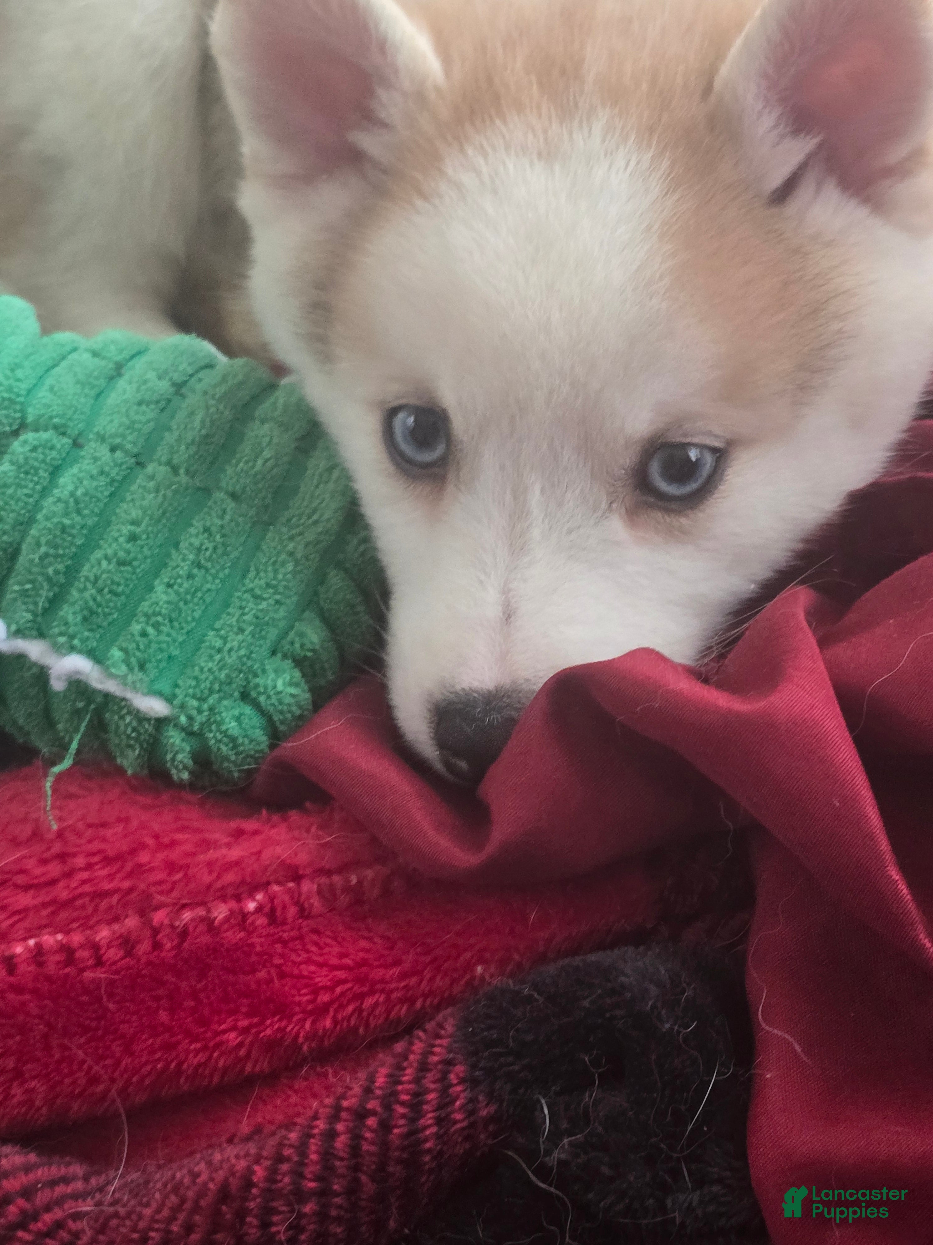 Pomsky dogs Vesper  - Ad 2
