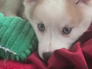 Pomsky dogs Vesper - Ad 2