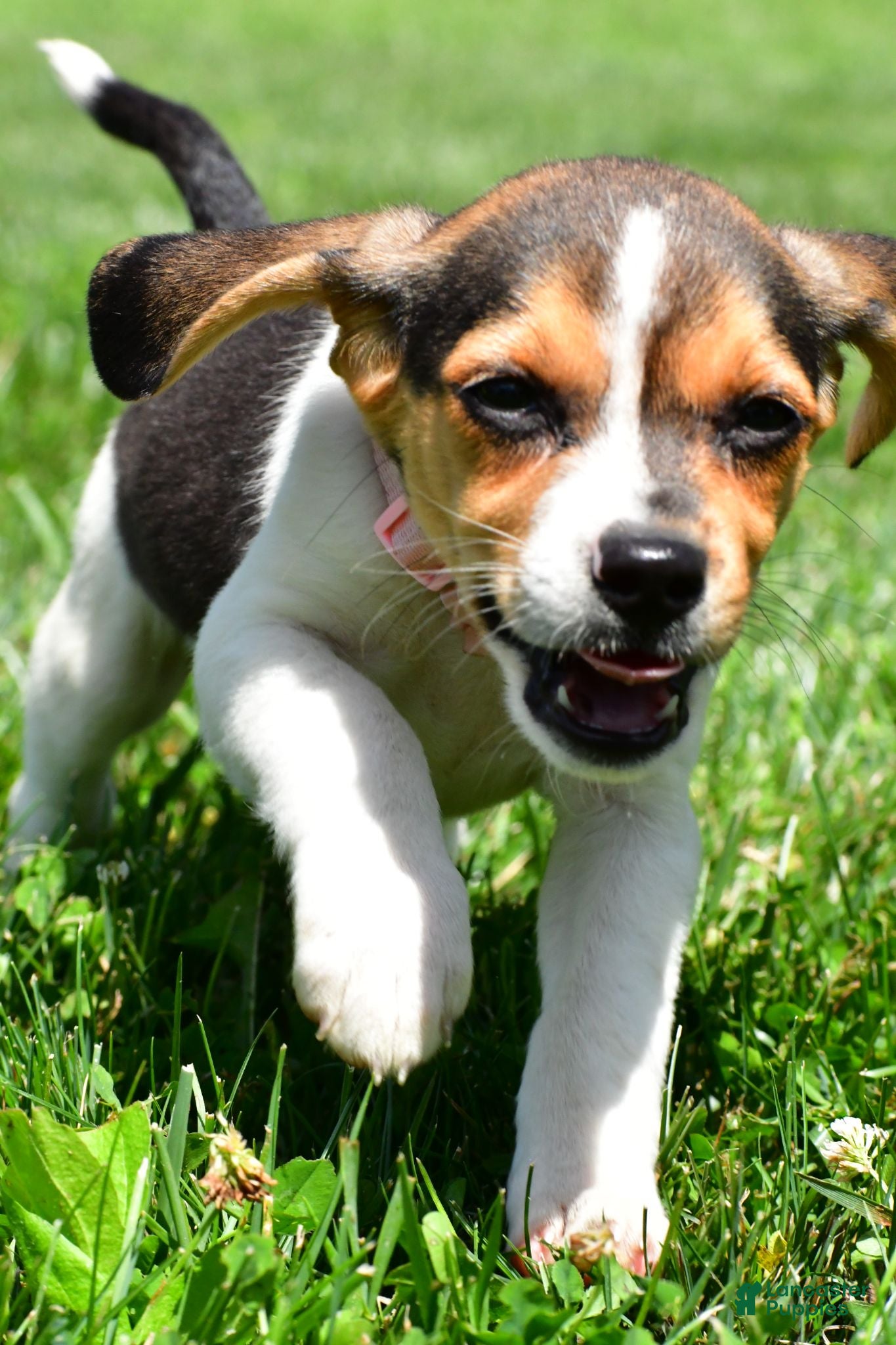 Beagle dogs Velvet - Ad 2