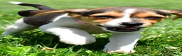 Beagle dogs for sale: Velvet - Ad 2