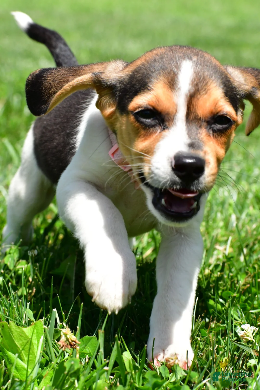 Beagle dogs for sale: Velvet - Ad 2