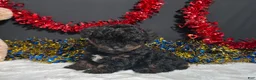 Miniature Poodle dogs for sale: Luna - Ad 5