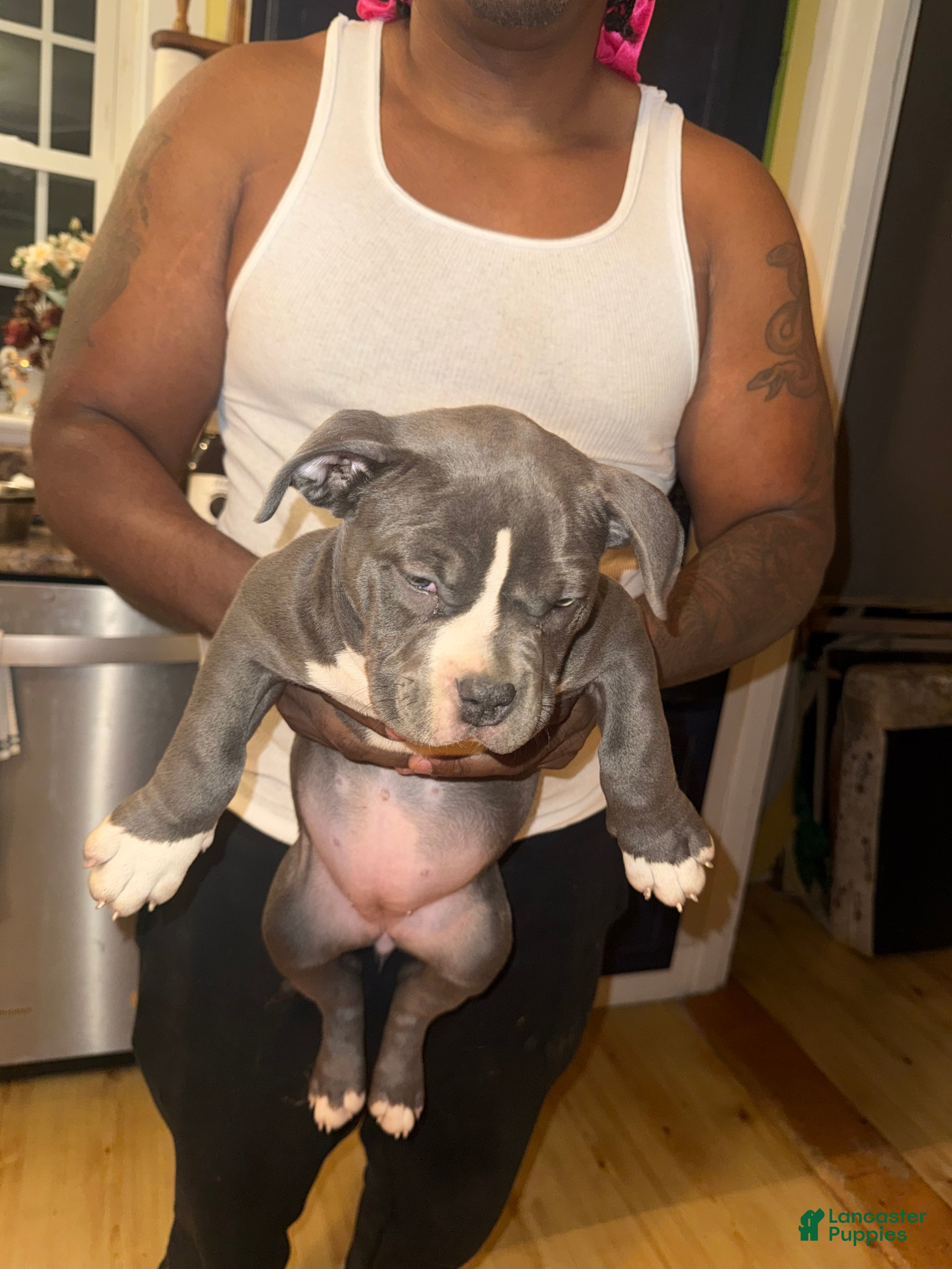 American Bully dogs Caidence  - Ad 2