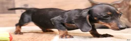 Miniature Dachshund dogs for sale: Benji red brindle smooth male - Ad 8