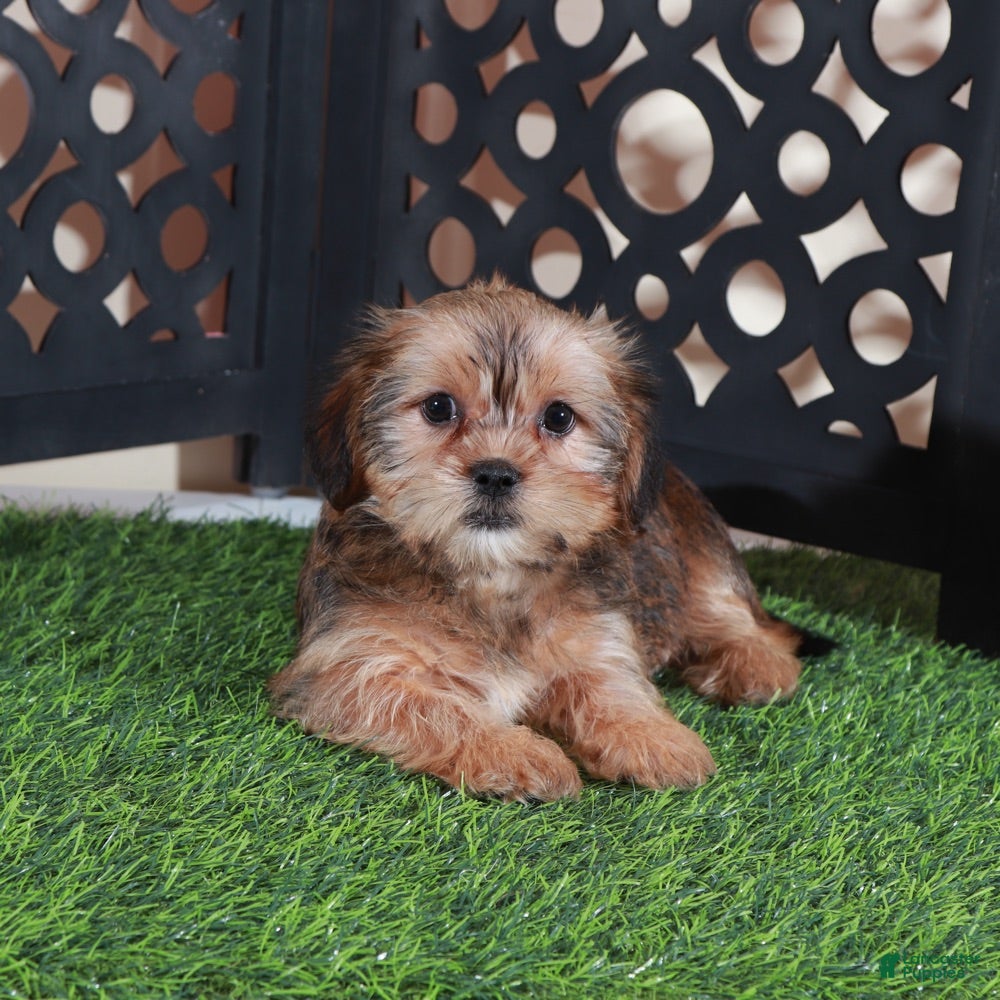 Shorkie dogs Katya Gorgeous Female Shorkie Puppy - Ad 1