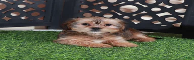 Katya Gorgeous Female Shorkie Puppy