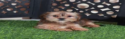 Shorkie dogs for sale: Katya Gorgeous Female Shorkie Puppy - Ad 1