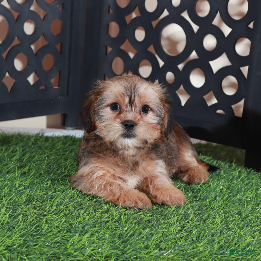 Shorkie dogs for sale: Katya Gorgeous Female Shorkie Puppy - Ad 1