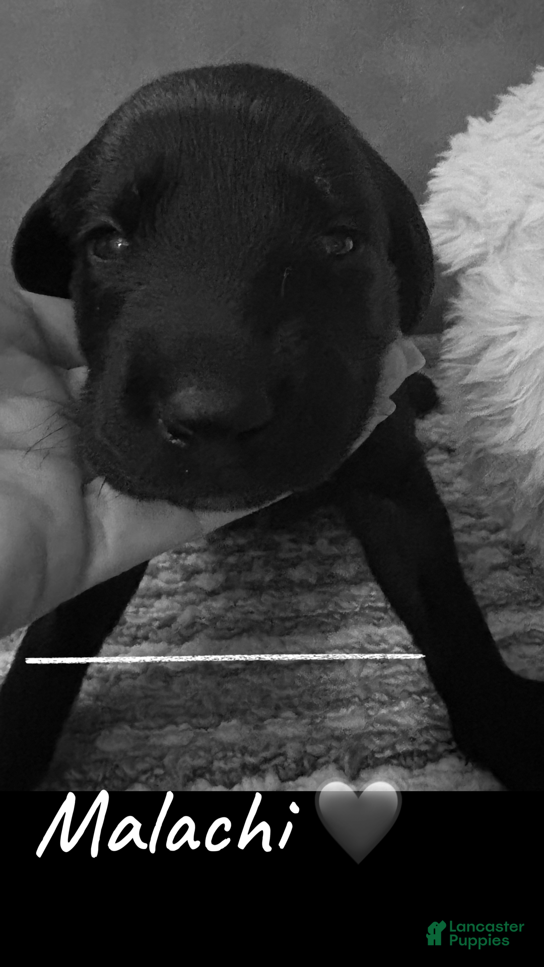 Mixed Breed dogs Golden Labradoodle Puppy 1 - Ad 27