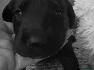 Mixed Breed dogs Golden Labradoodle Puppy 1 - Ad 27