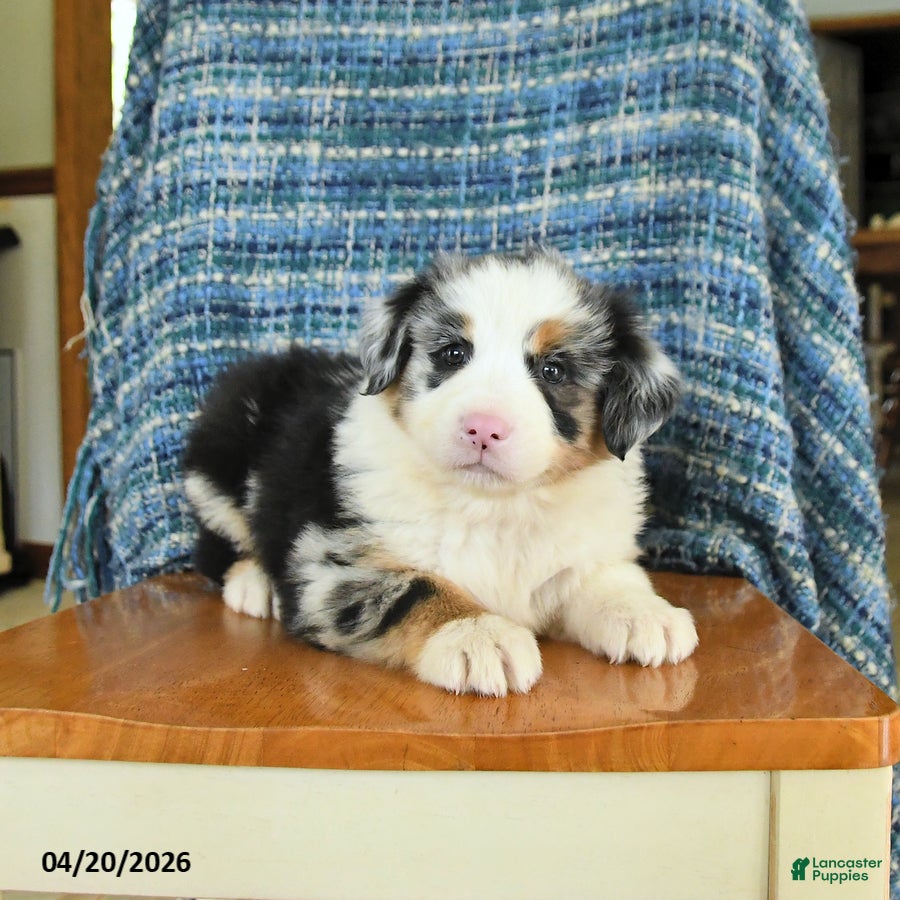 Mixed Breed dogs Bailey - Ad 1