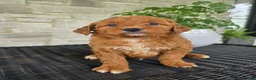 Mini Goldendoodle dogs for sale: Mini Goldendoodle Puppy 1 - Ad 4