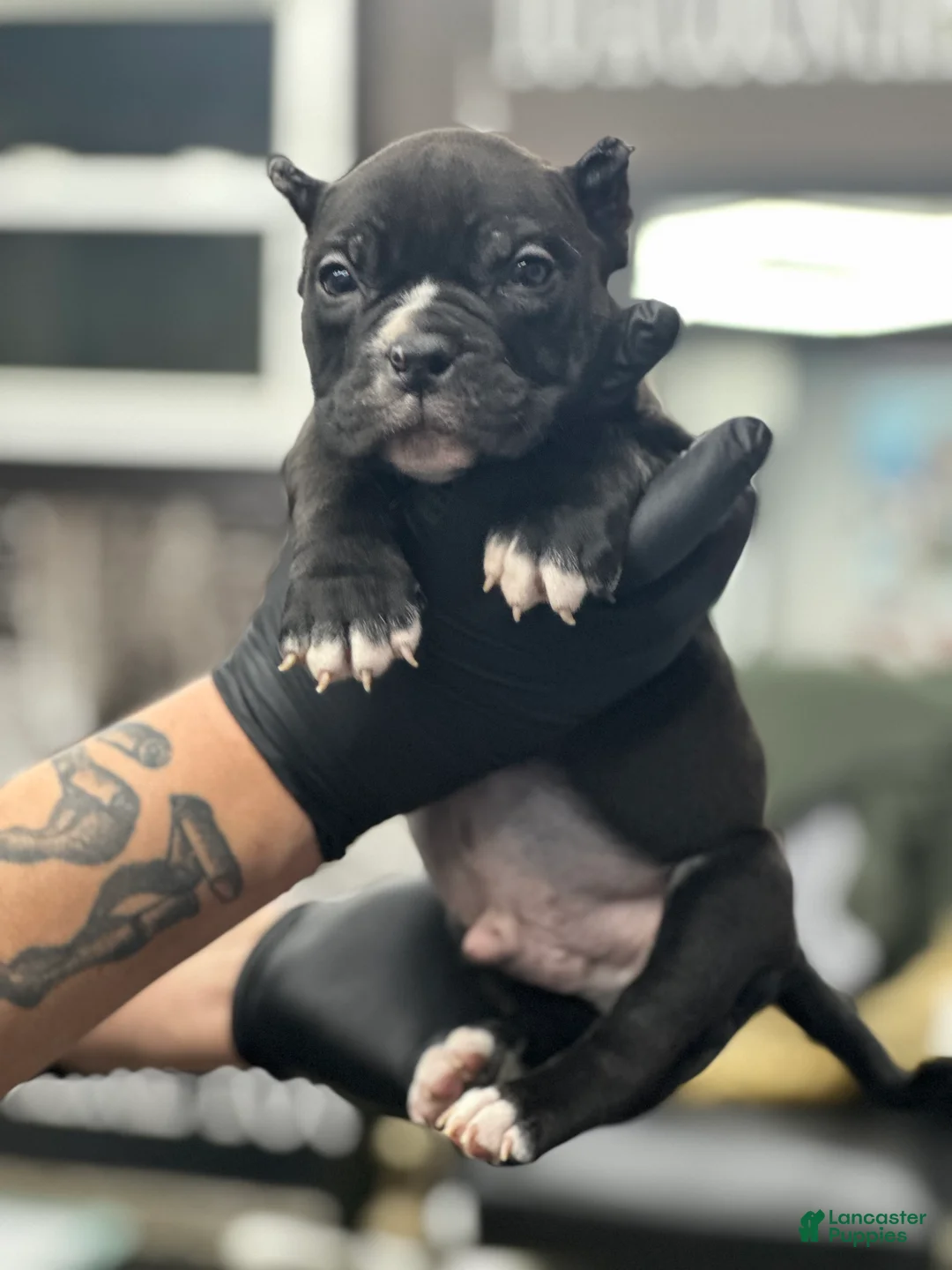American Bully dogs for sale: American Bully Puppy 3 - Ad 2