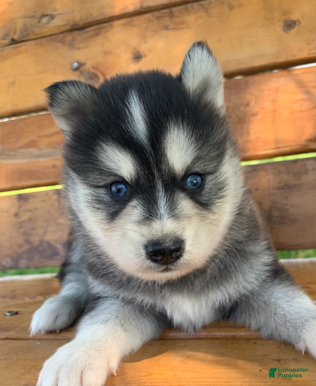 Alaskan Klee Kai dogs for sale: Handsome CHARMER~! - Ad 5