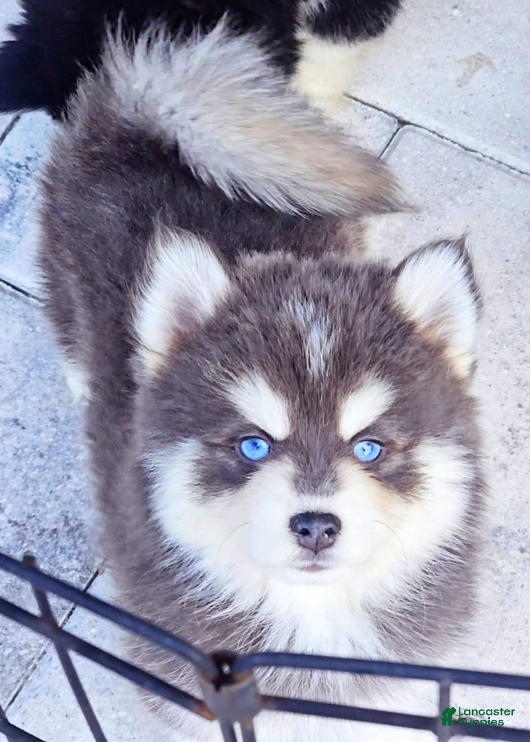 Pomsky dogs for sale: Blue Cloud - Ad 1