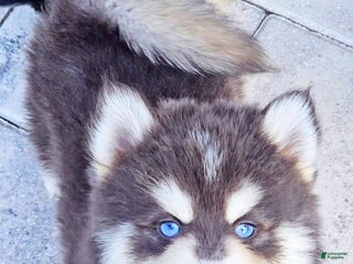 Pomsky dogs Blue Cloud - Ad 4