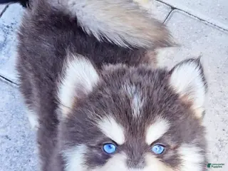 Pomsky dogs Blue Cloud - Ad 10