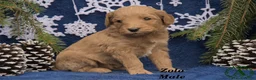 Mini Goldendoodle dogs for sale: Zolo - Ad 3