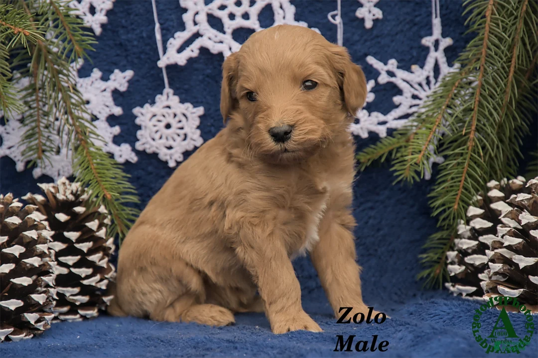 Mini Goldendoodle dogs for sale: Zolo - Ad 3