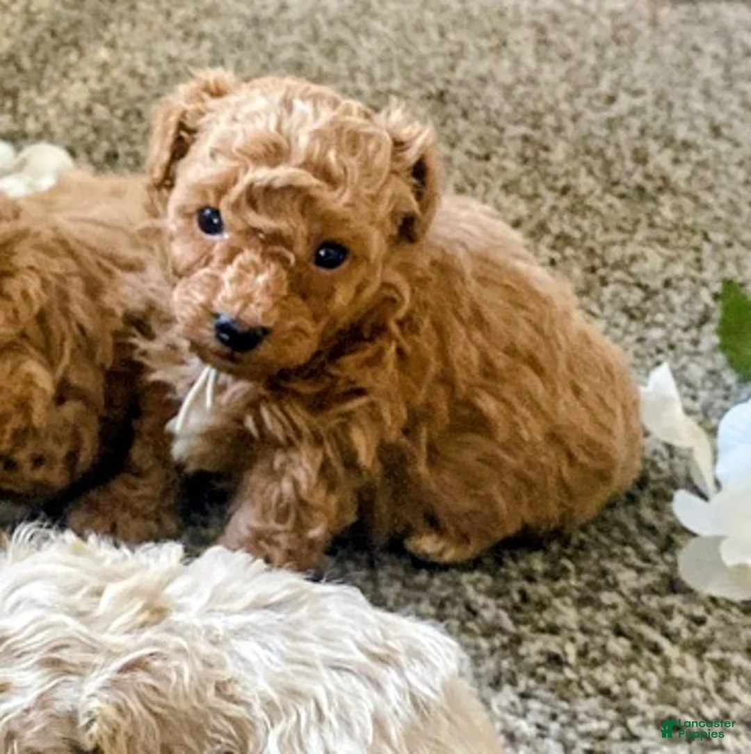 Toy Poodle dogs for sale: LITTLE ARCHIE - Ad 1