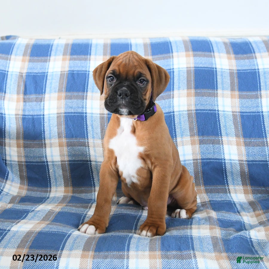 Boxer dogs Chief - Ad 2