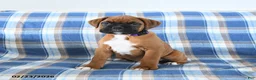 Boxer dogs for sale: Chief - Ad 2