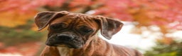 Boxer dogs for sale: Travis - Ad 1