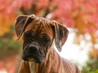 Boxer dogs Travis - Ad 34